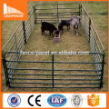 Australia market galvanized 5 bar economy 1.6m cattle panels